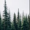 rusticpinefinds
